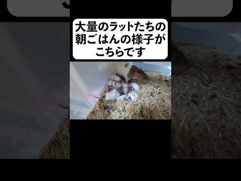 大量のラットたちの朝ごはんの様子がこちらです(YouTube)