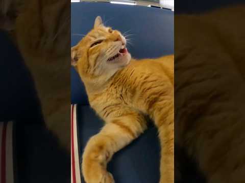 切符売り場に行くと猫が寝ていて癒やされる(YouTube)