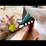 ロマネスコをあげたら味を気に入ったヤギたちがずっと追いかけ回してきました【チンチラ・モルモット・デグー・ウサギ・犬】(YouTube)