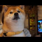 柴犬ハチ、生まれて初めての食事会に犬語でクレームを入れてしまう。(YouTube)
