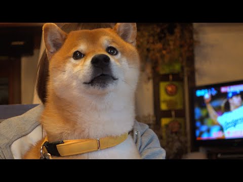 柴犬ハチ、生まれて初めての食事会に犬語でクレームを入れてしまう。(YouTube)