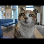 フェリー乗り場の待合室にいた三毛猫ちゃんを撫でると隣に座ってきてカワイイ(YouTube)