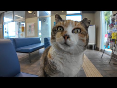 フェリー乗り場の待合室にいた三毛猫ちゃんを撫でると隣に座ってきてカワイイ(YouTube)