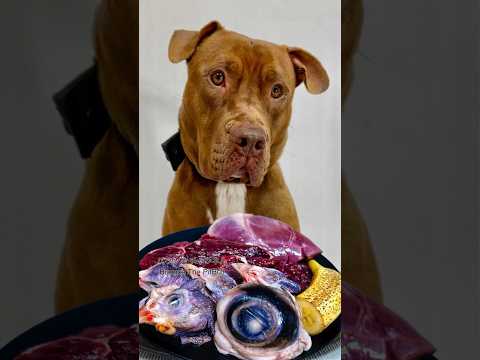 閲覧注意⚠️マグロの目を食べるピットブルの咀嚼音#咀嚼音(YouTube)