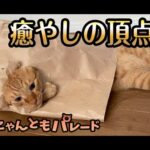 【猫動画】癒しの頂点！〜#猫動画#猫#336(YouTube)