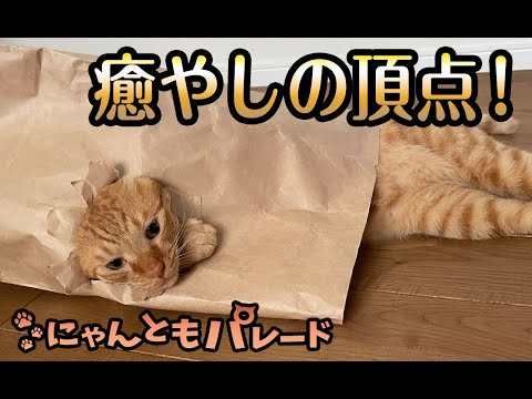 【猫動画】癒しの頂点！〜#猫動画#猫#336(YouTube)