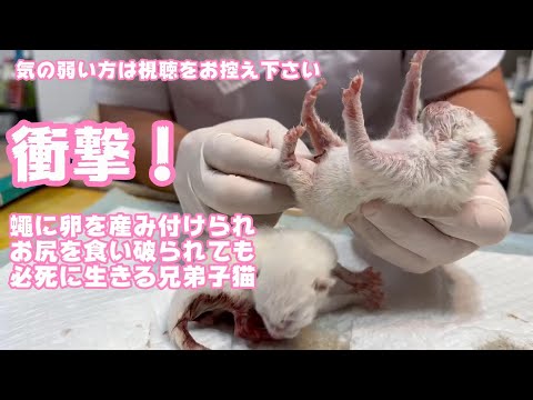 閲覧注意! 気の弱い方はご視聴をお控えください ウジにお尻を食べられても生きる兄弟子猫  2024 04 04 2(YouTube)