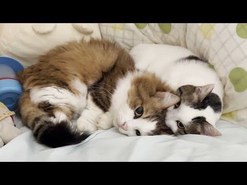 左、左、左、右 ヘンなフミフミをする豆大福(YouTube)