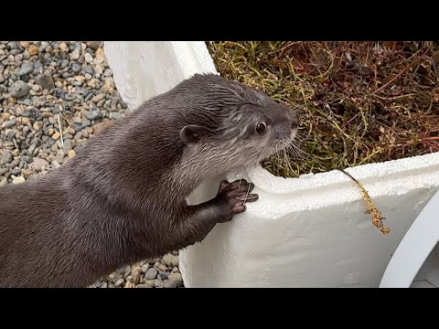 庭の雑草抜きたい時に大助かりのカワウソさくら！ Otter Sakura is a great help when you want to pull weeds in the garden!(YouTube)