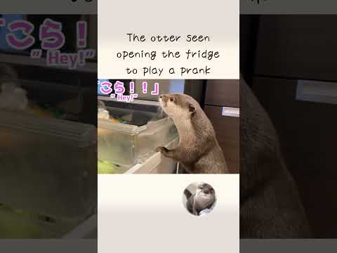 Otter seen opening the refrigerator to play a prank !(YouTube)
