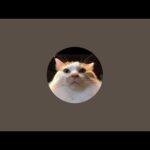 🏝️マイちゃん巣立ちとチィ🍼Live(YouTube)