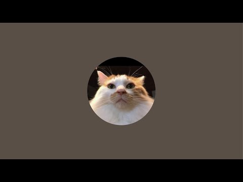 🏝️マイちゃん巣立ちとチィ🍼Live(YouTube)
