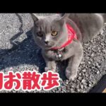 実家のブリショが初めてのお散歩に挑戦(YouTube)