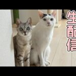 GWなので猫たちにおやつあげたい生配信！(YouTube)