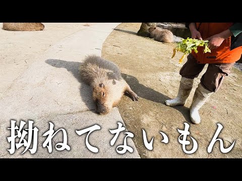 ビーバーの人気に拗ねてるわけじゃないんです。日向ぼっこしてるだけだもん。(YouTube)