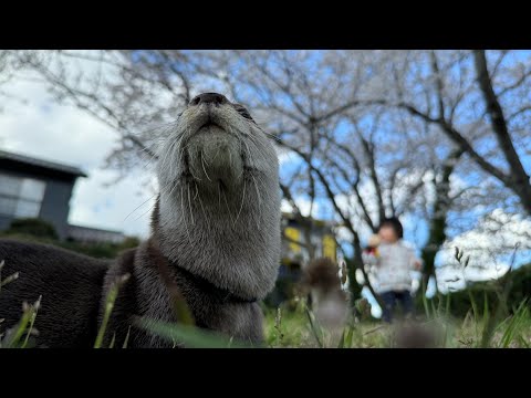 カワウソと赤ちゃんの軌跡（後編）Otter and Baby Tracks (Part ２)(YouTube)