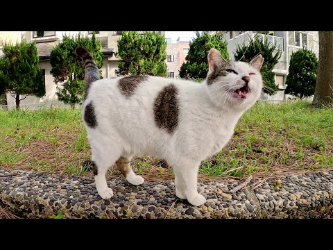 水玉模様のキジシロ猫がピーピーと鳴きながら甘えてきた(YouTube)