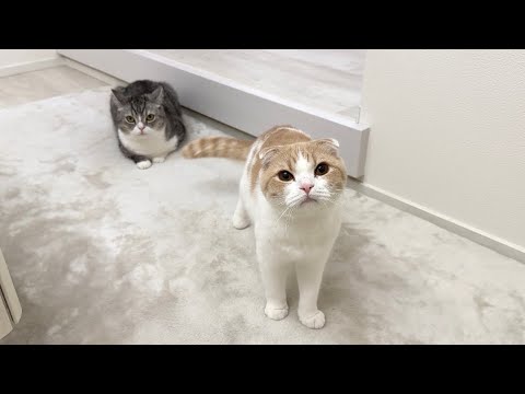 兄に意地悪されると即刻チクリに来る弟猫がかわいすぎましたw(YouTube)