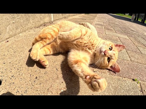 茶トラ猫がハイテンションで「モフって、モフって！」と要求してきた(YouTube)