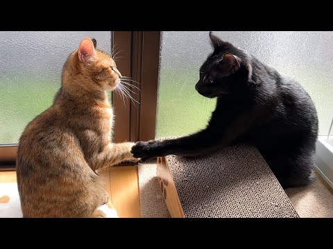 内気な性格の子ども猫ですが柴犬やお兄ちゃん猫と沢山触れ合っているとここまで変化があります(YouTube)
