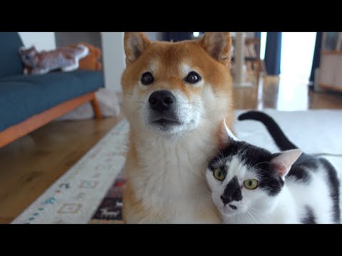 柴犬、猫生まれて初めての散歩で母親すぎる一面を見せる。(YouTube)