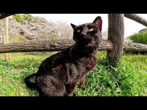 桜を見に行ったら、可愛い黒猫ちゃんが歓迎してくれた(YouTube)
