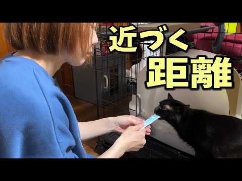 猫とママ、少しづつ深まる絆(YouTube)
