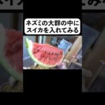 ネズミの大群の中にスイカを入れてみる(YouTube)