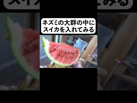 ネズミの大群の中にスイカを入れてみる(YouTube)