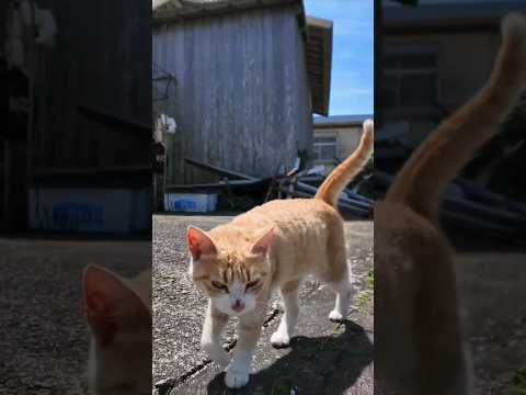 人を見るととりあえず甘えて来る猫島の猫がかわい過ぎる#shorts(YouTube)