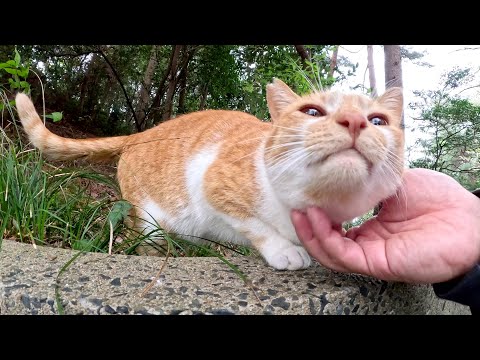 茶シロ猫をモフっていたら、ブロック塀から降りてきてゴロンとなった(YouTube)