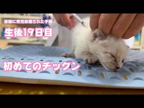 初めてのチックンとマイちゃん速報です  2024 04 20 2(YouTube)