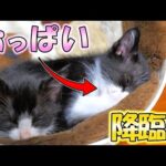 自分の手のひらにおっぱいを見出した子猫が可愛い過ぎたｗｗｗ【仲良し子猫姉妹の成長記録】(YouTube)
