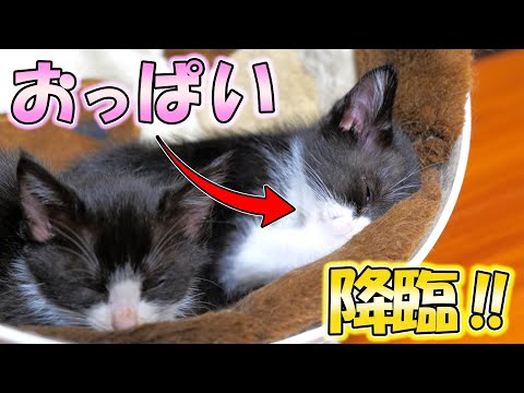 自分の手のひらにおっぱいを見出した子猫が可愛い過ぎたｗｗｗ【仲良し子猫姉妹の成長記録】(YouTube)