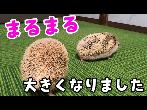 針が抜け落ち保護したハリネズミのその後。変化にびっくり！(YouTube)