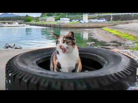 タイヤの中で寝ていた三毛猫ちゃん顔見ると飛び出してきてゴロンゴロン転がる(YouTube)