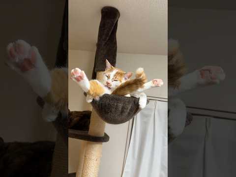 毛づくろいのポーズがおかしい猫ｗ #shorts(YouTube)