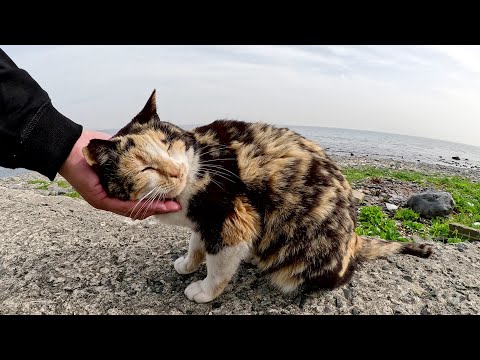 三毛猫ちゃんが堤防に飛び乗って「モフって！」と要求してきた(YouTube)