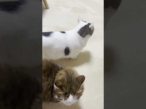 食べへんのかい！いや、食べるんかい！！(YouTube)