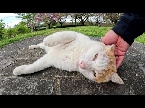 よその縄張りに遠征していた茶シロ猫を連れ戻してナデナデする(YouTube)