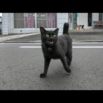 神社の猫ちゃん今日は通りに出ていました(YouTube)