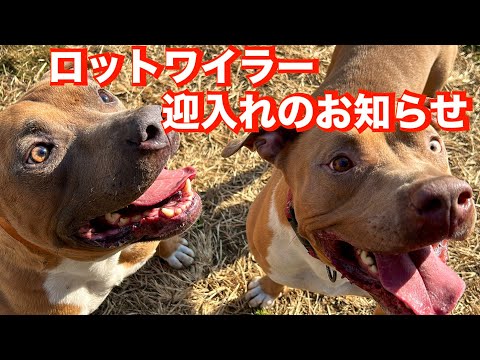 ピットブルとっつぁん里親募集について後半犬を飼う大切なこと（特にパワーブリード、狩猟犬種、牧羊犬種）(YouTube)