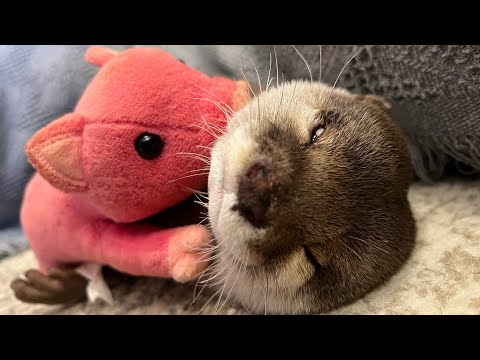 カワウソさくらが知らない動物や人に出会った時の反応集！A collection of reactions of otters when she encounter animals and people(YouTube)