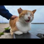 防波堤の猫ちゃん、背中を撫でられると思わず声を出す(YouTube)