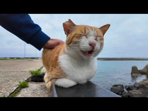 防波堤の猫ちゃん、背中を撫でられると思わず声を出す(YouTube)