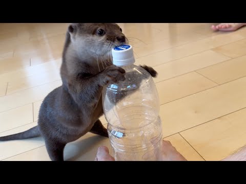 情熱のカワウソとクールすぎる猫の対比 Contrast between a passionate otter and a too-cool cat(YouTube)