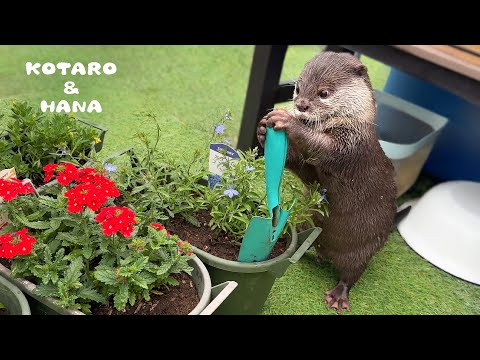 ガーデニングの手伝いにきた助っ人カワウソが可愛すぎた　My Otter is My Cute Little Gardening Helper(YouTube)