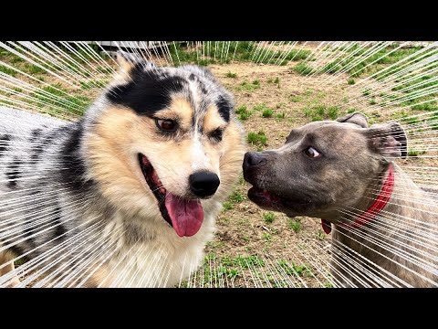 保健所から来たややこしい人達にピットブルのピーちゃん入れて行きます！(YouTube)