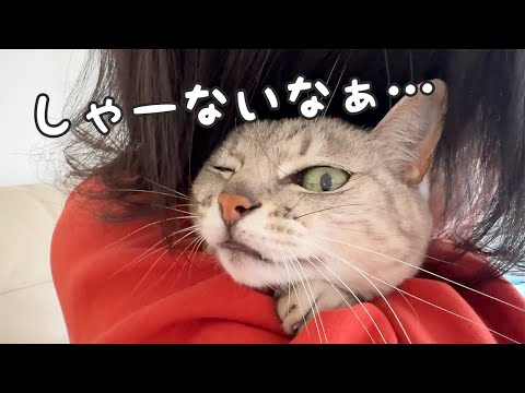 足を痛めてから猫との触れ合いが激減したパパに構われる猫たち！(YouTube)