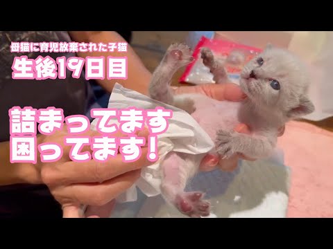2024 04 20 1  詰まってしまって困ってます 母猫に育児放棄された子猫  生後19日目   2024 04 20 1(YouTube)